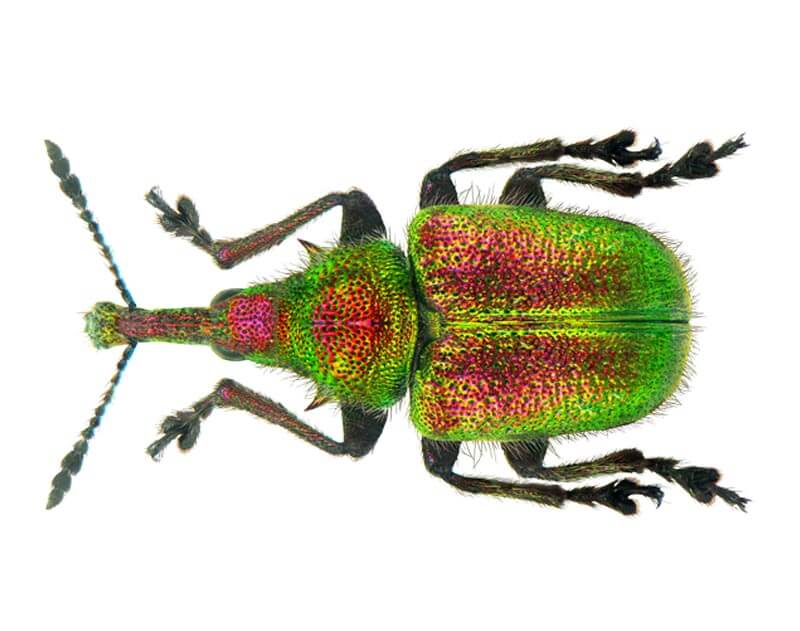 A green and pink beetle